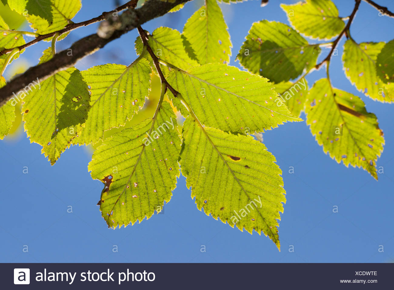 Russian Elm Stock Photos & Russian Elm Stock Images - Alamy