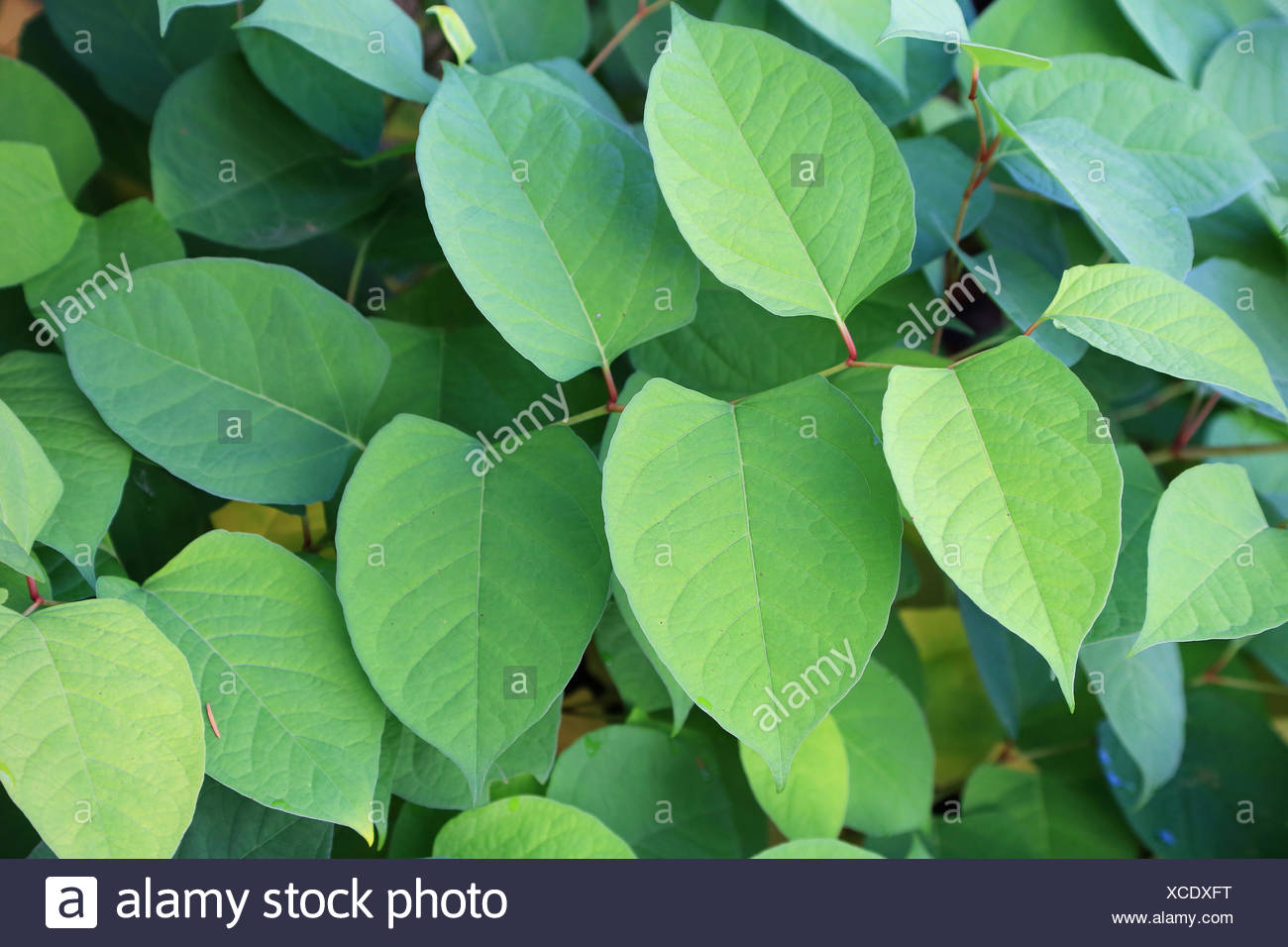 Japanese knotweed, reynoutria japonica Stock Photo