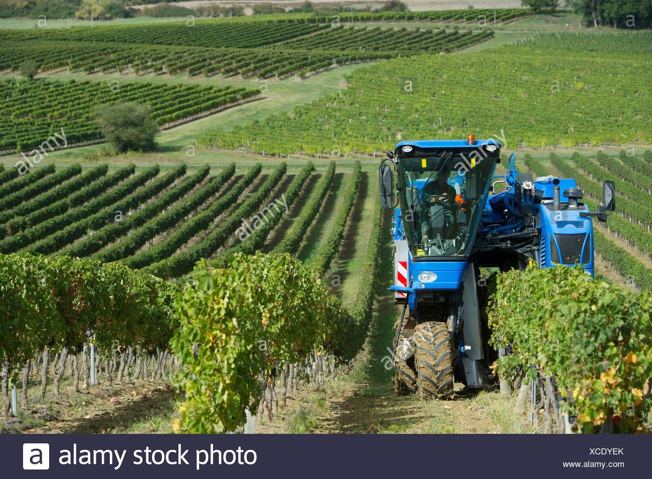 Mechanical Harvest Vineyard High Resolution Stock Photography and