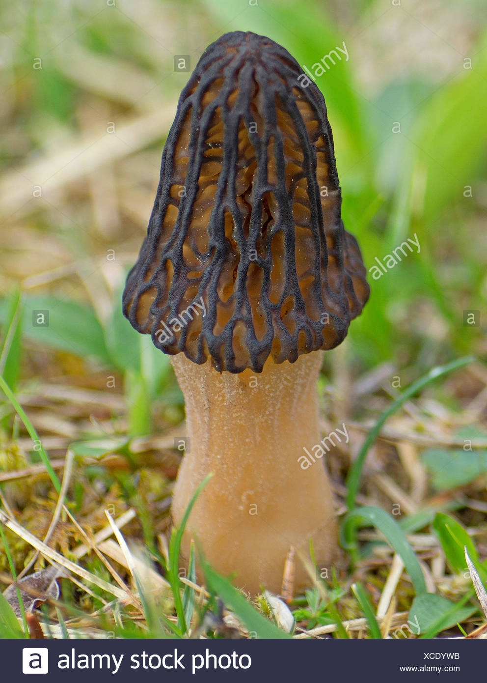 Fungi Morels Morchella Black Morels High Resolution Stock Photography and Images Alamy