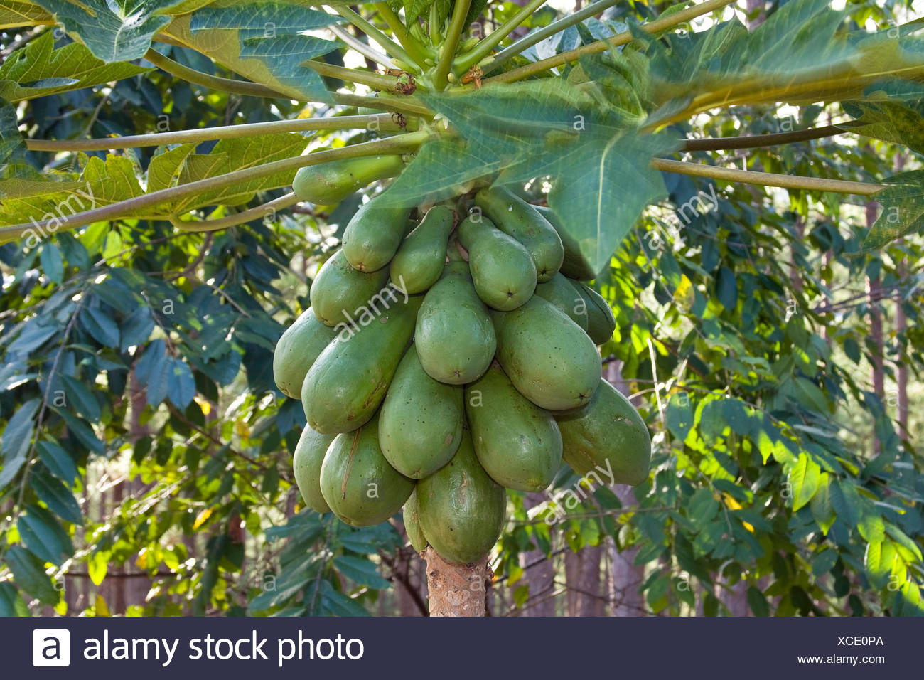 Papaya Papaya Carica Papaya Vietnam High Resolution Stock Photography