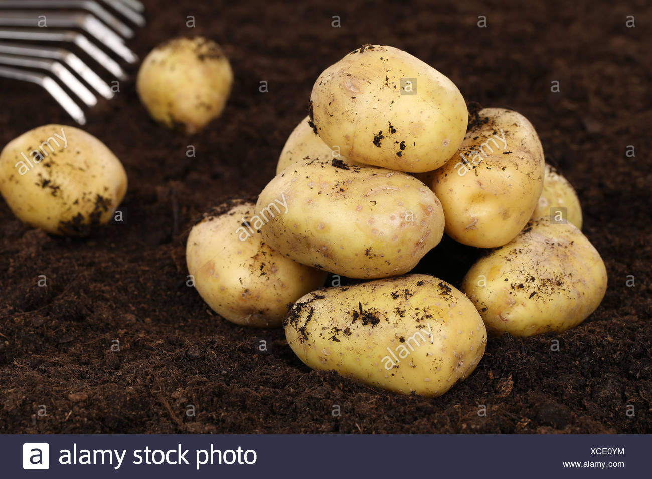 Kartoffel Ernte High Resolution Stock Photography and Images - Alamy