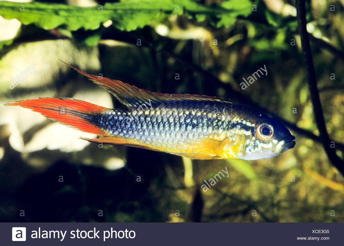 Agassiz Dwarf Cichlid Apistogramma Agassizii High Resolution Stock ...