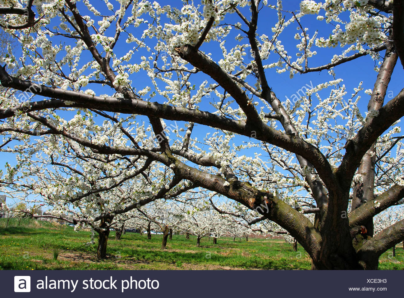 Apple Blossom Apple Tree Fruit Frorchard Stock Photo Alamy Apple Blossom Apple Tree Fruit Frorchard Stock Photo Alamy