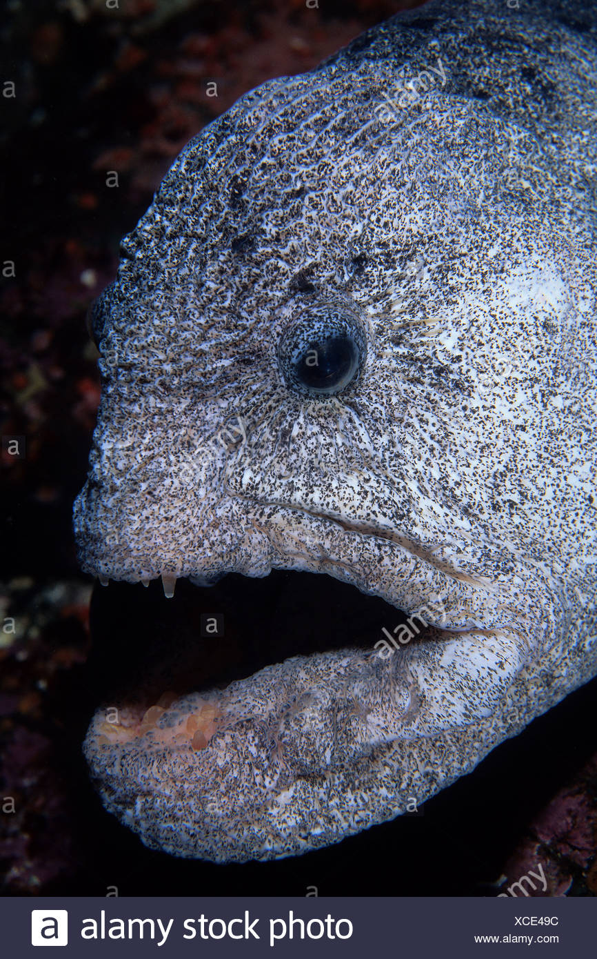 wolf eel habitat wolf eel habitat