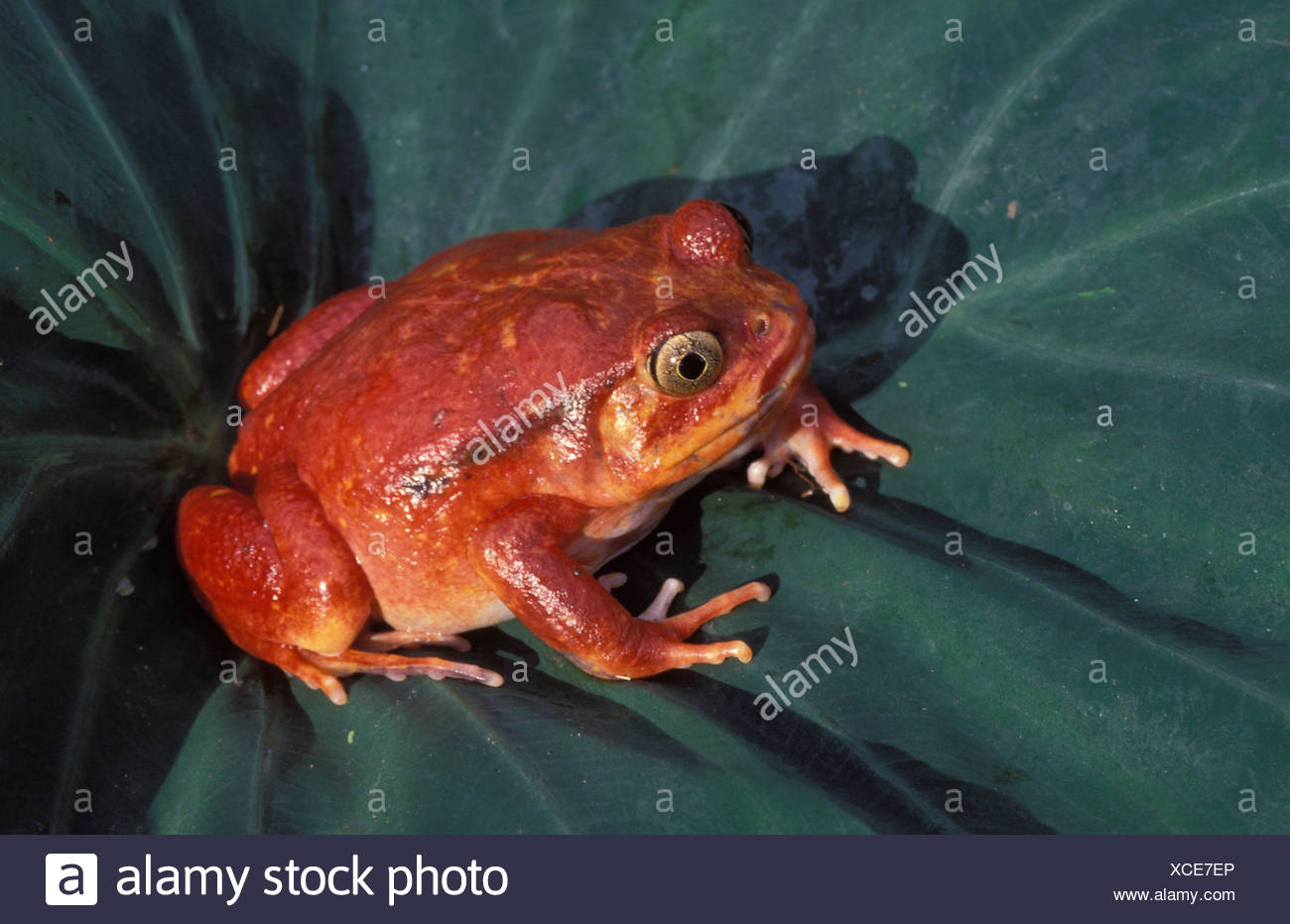 Crapauds High Resolution Stock Photography and Images Alamy