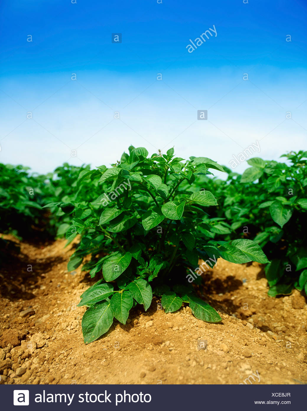 Potato Farm Ireland High Resolution Stock Photography and Images Alamy
