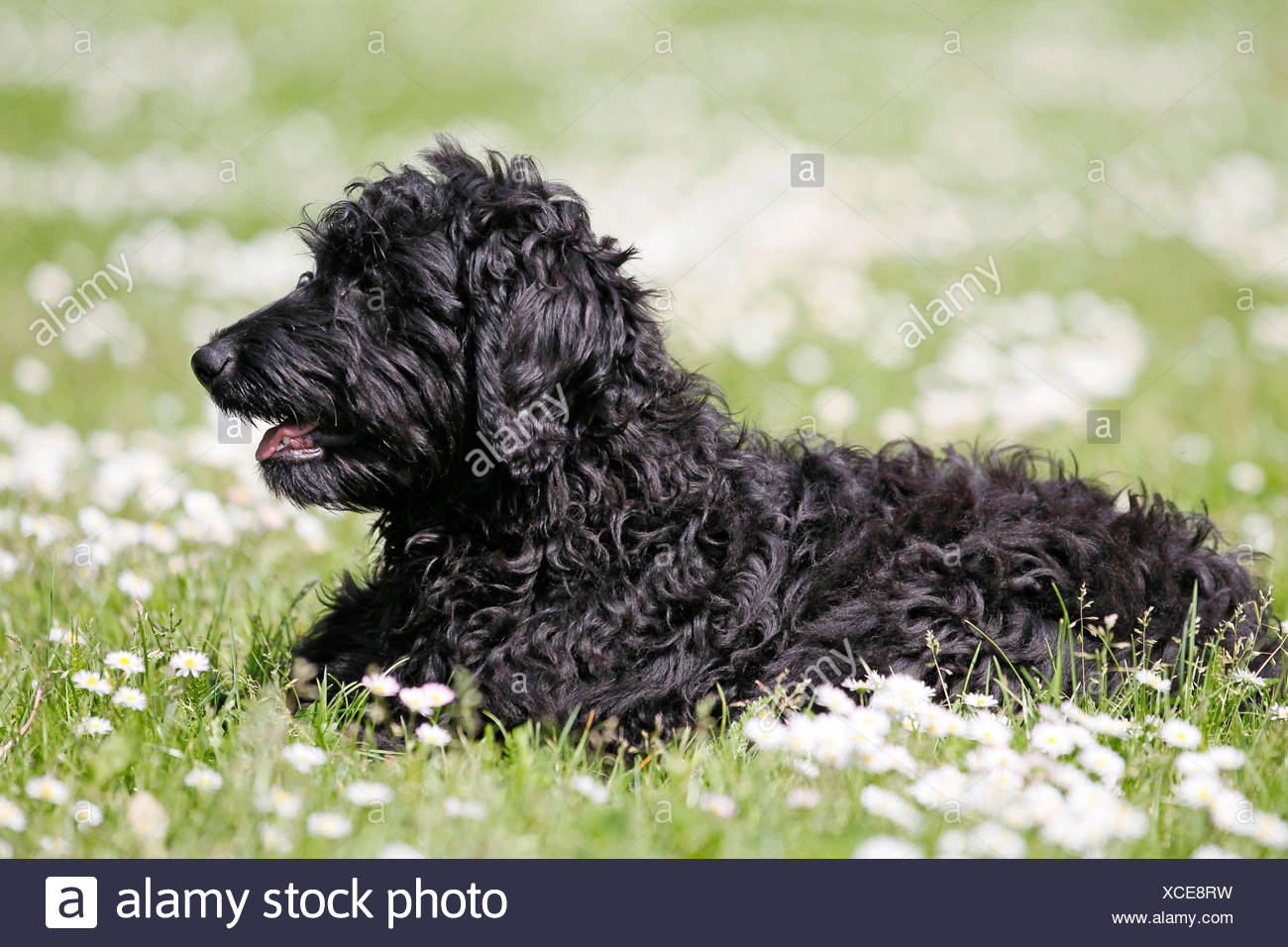 Lies Cross High Resolution Stock Photography and Images Alamy