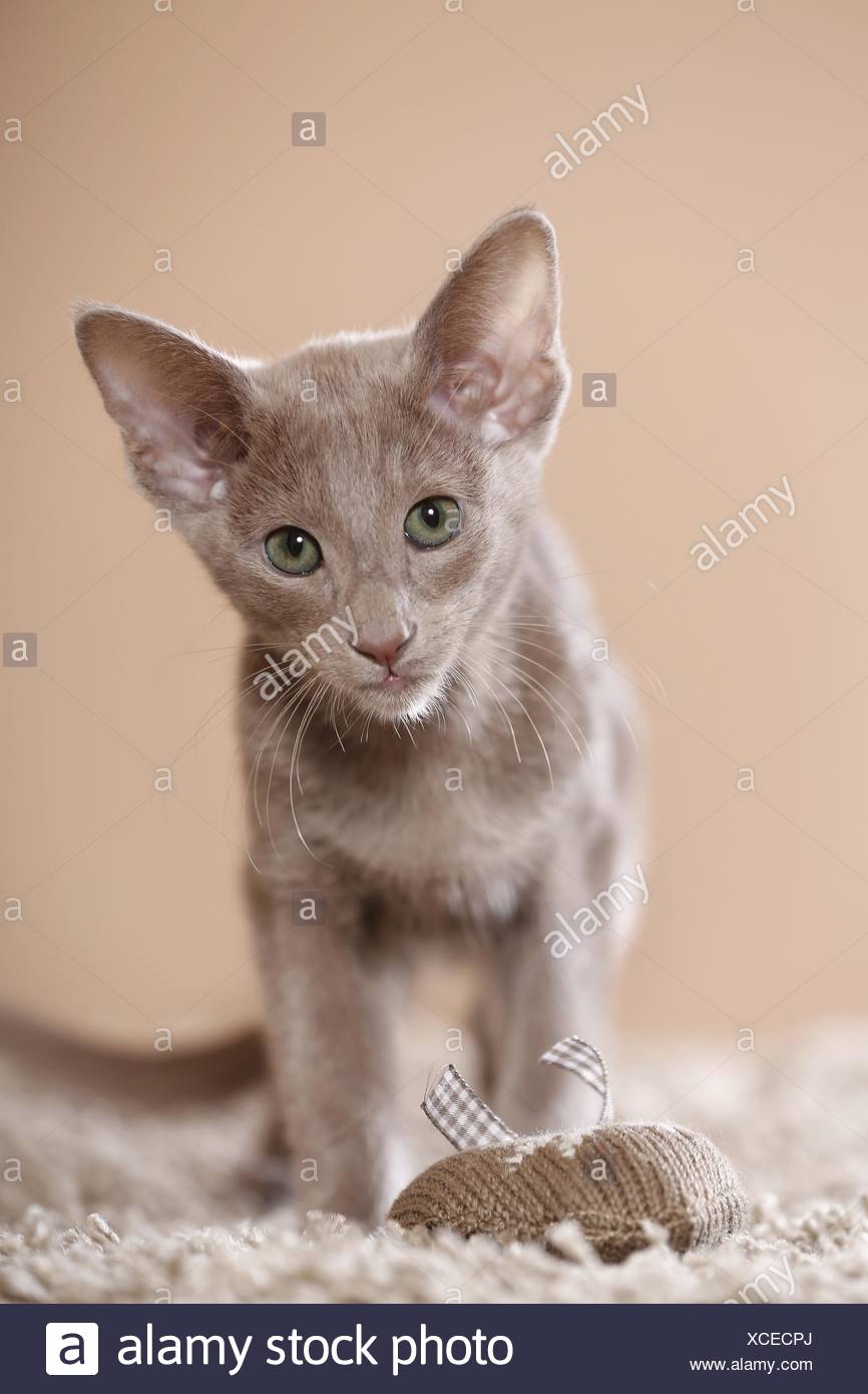 Oriental Shorthair Kitten Stock Photo 283059130 Alamy