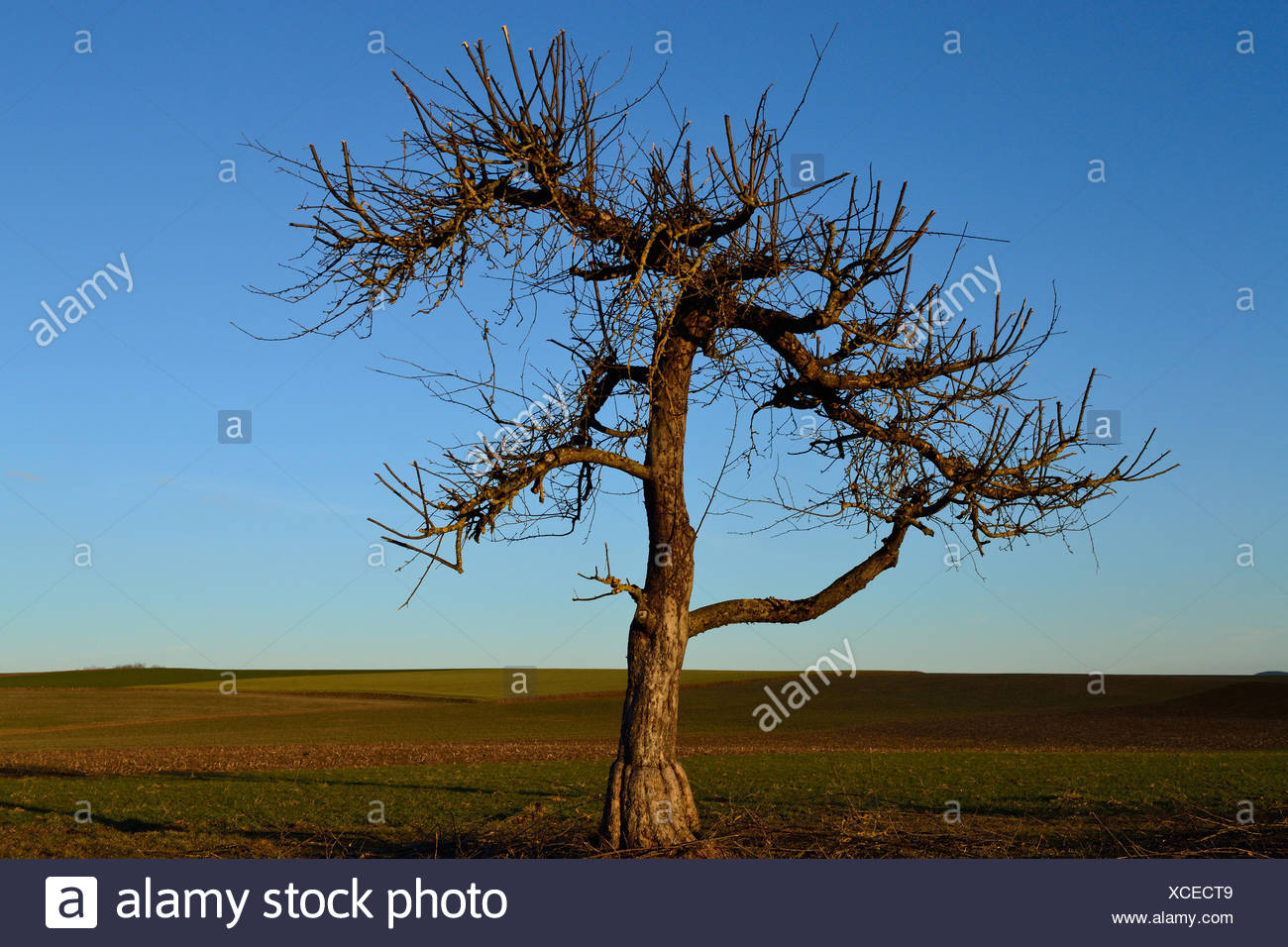 Frisch Geschnittener Alter Obstbaum Stock Photo 283059177 Alamy