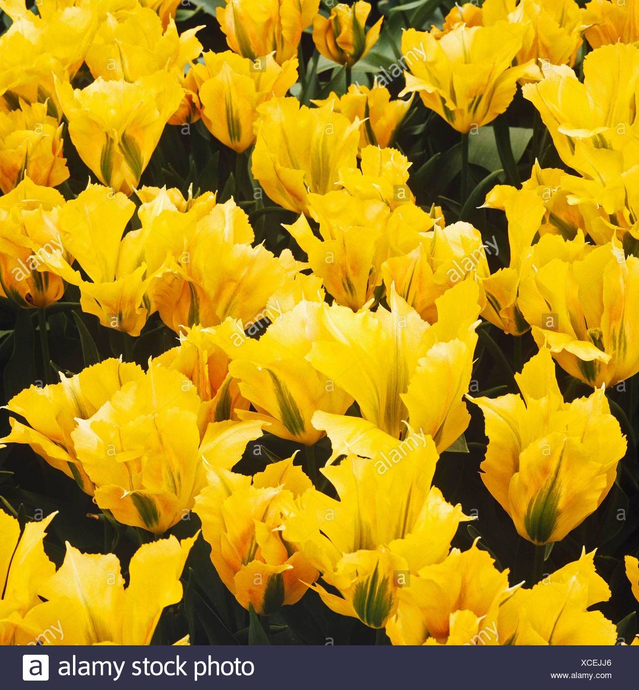 Tulipa Artist High Resolution Stock Photography and Images - Alamy