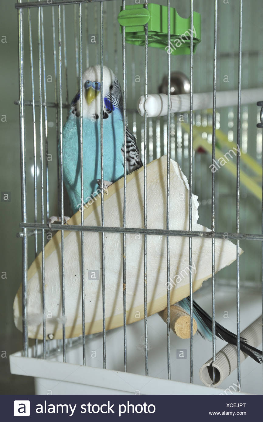 cuttlefish budgie cage