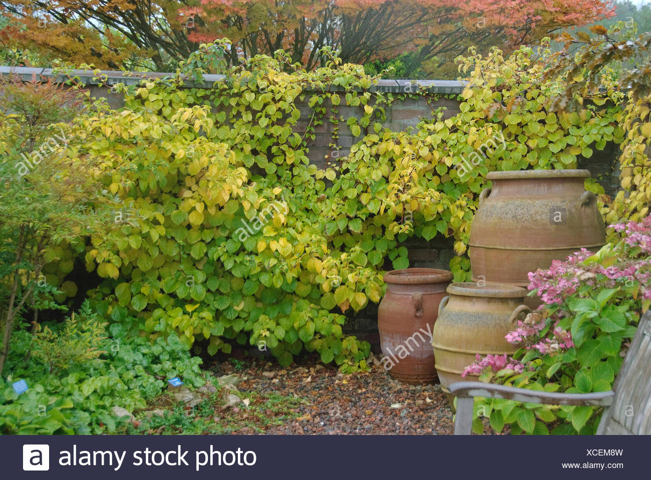 Prickly And Bitter The Climbing Hydrangea