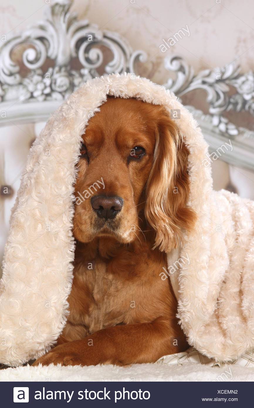 Short Haired Cocker Spaniels High Resolution Stock Photography And Images Alamy