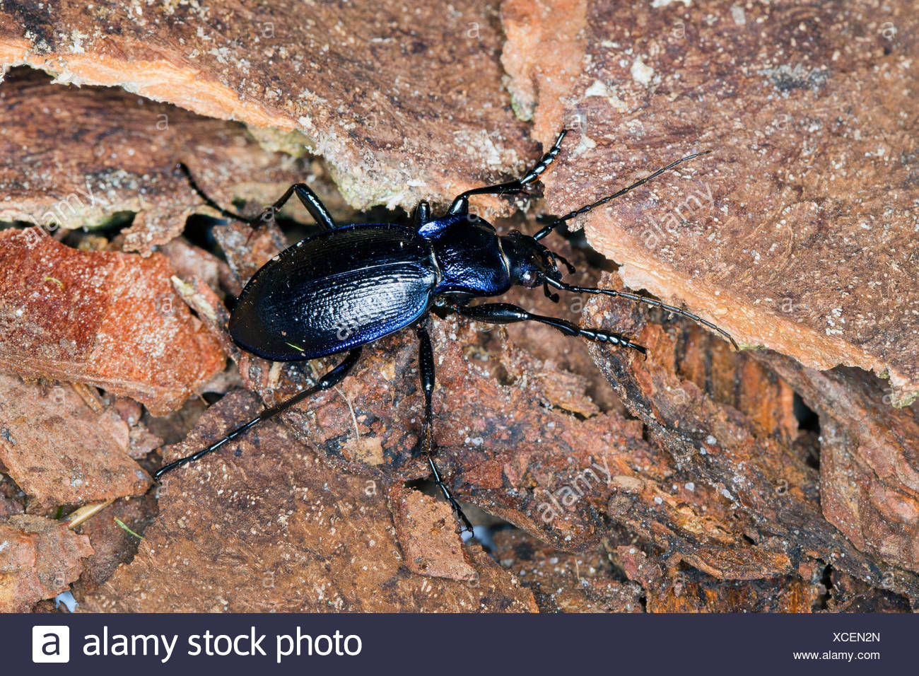 Blue Ground Beetles High Resolution Stock Photography and Images - Alamy