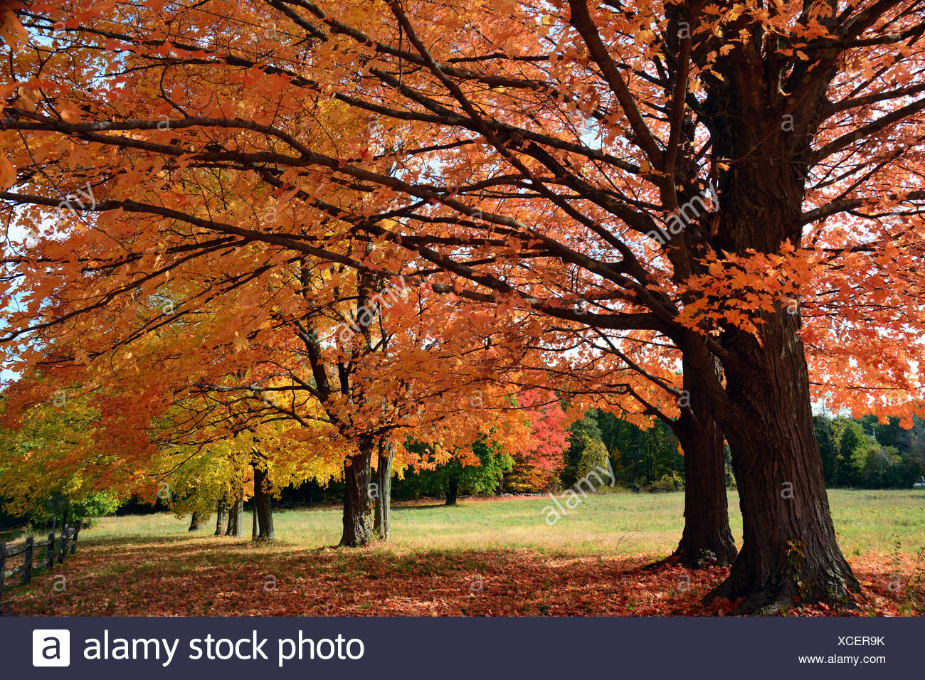 Sugar Maple Tree High Resolution Stock Photography and Images - Alamy