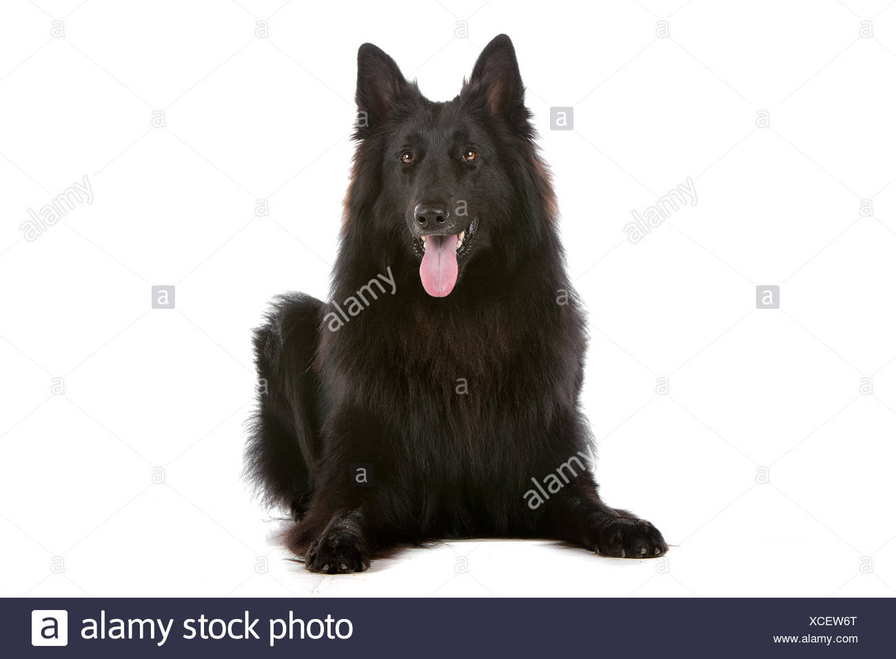 Groenendaeler Or Black Long Haired Belgium Shepherd Stock Photo
