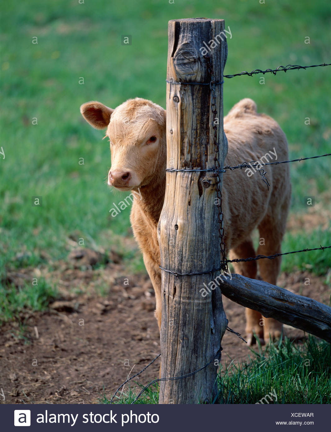 Red Angus Charolais Cross Cow High Resolution Stock Photography and