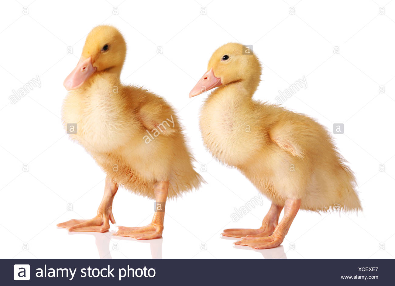 Yellow Duck Feet Cut Out Stock Images & Pictures - Alamy