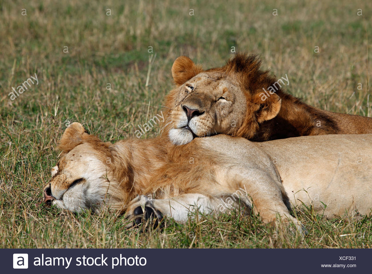 Cuddling Lions High Resolution Stock Photography and Images - Alamy