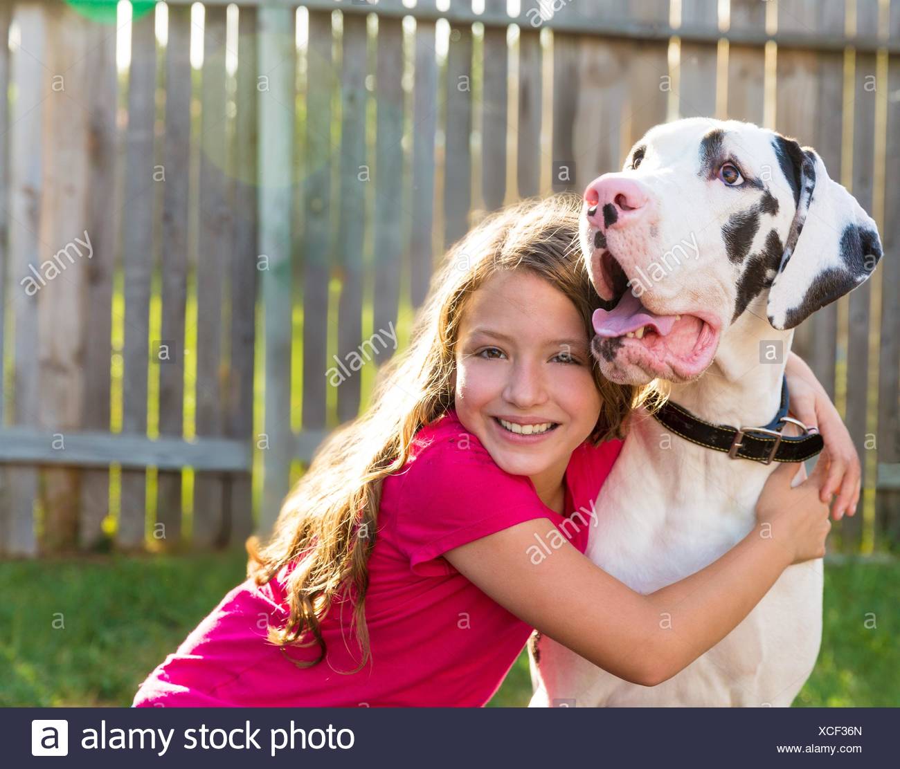 great dane hug