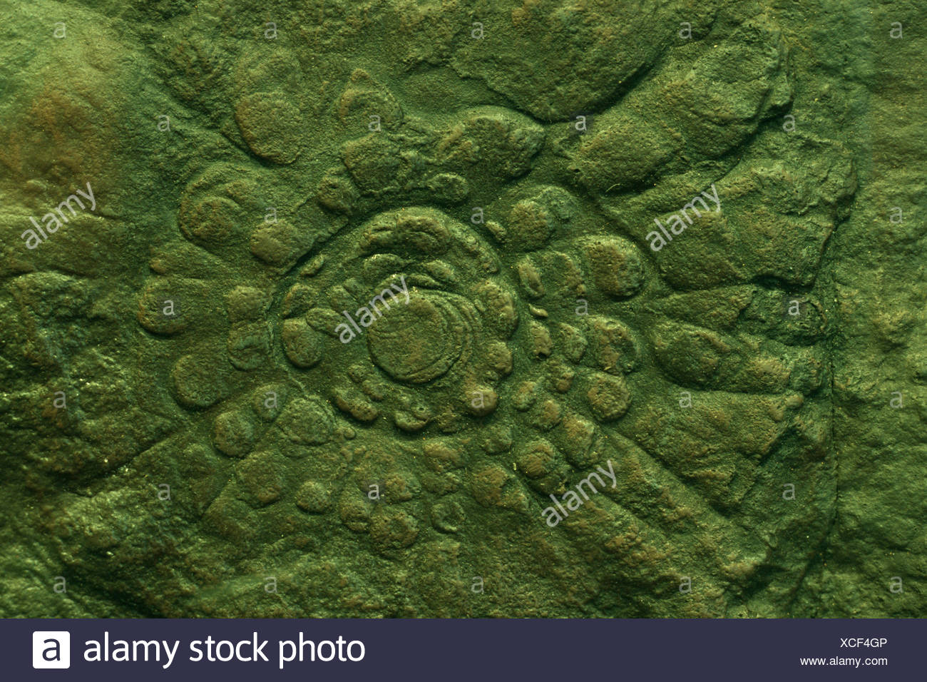 Jellyfish Fossil Stock Photos & Jellyfish Fossil Stock Images Alamy