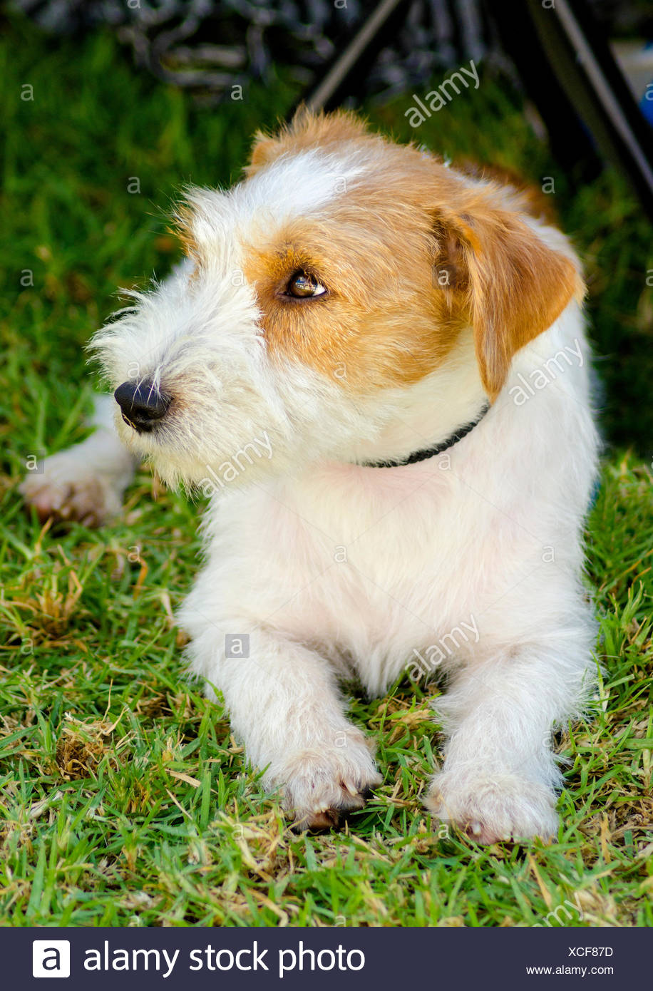 Rough Coated Jack Russell High Resolution Stock Photography and Images