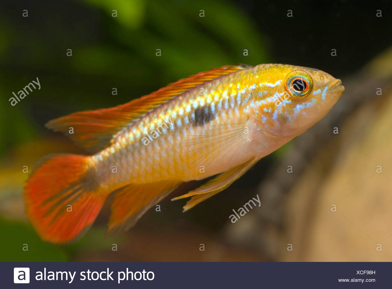 Agassiz Dwarf Cichlid Apistogramma Agassizii High Resolution Stock ...