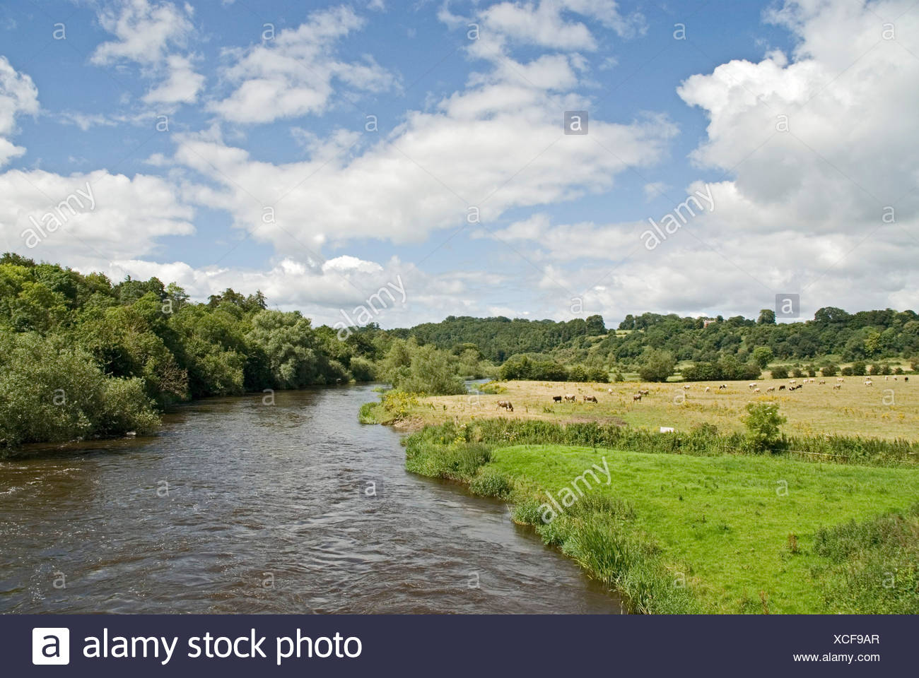 River Flowing Through Forest River Boyne Boyne Valley County Meath Leinster Ireland Stock Photo Alamy River Flowing Through Forest River Boyne Boyne Valley County Meath Leinster Ireland Stock Photo Alamy