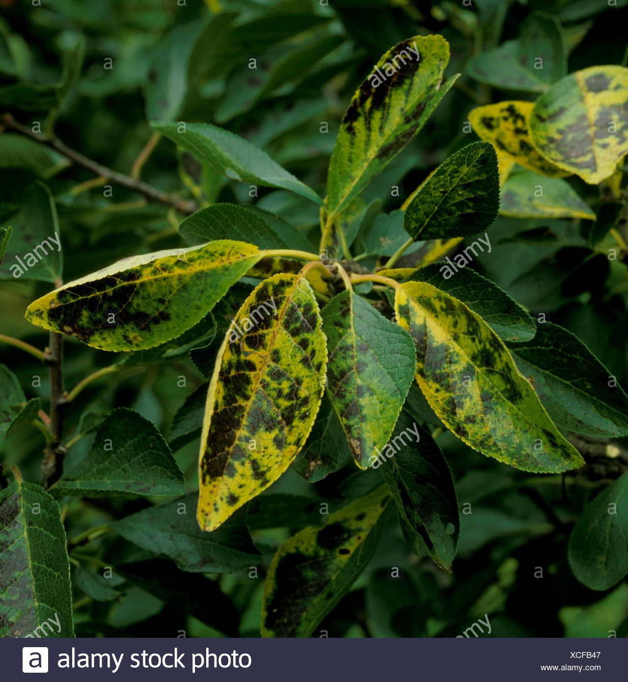 Magnesium Deficiency Stock Photos & Magnesium Deficiency Stock Images