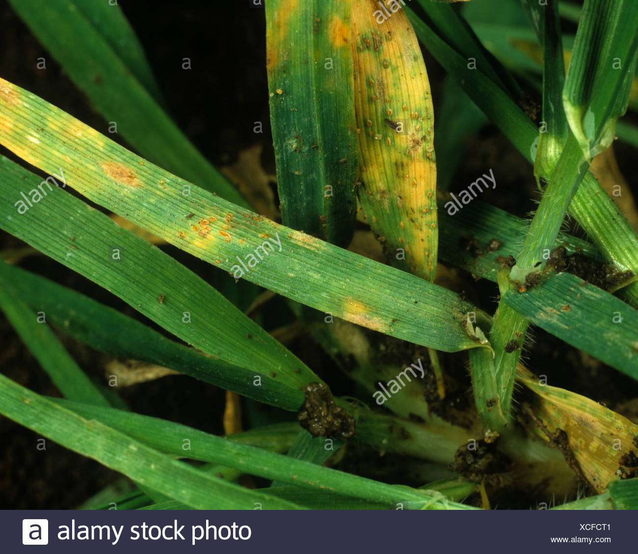 Basidiomycota And Ascomycota High Resolution Stock Photography and ...