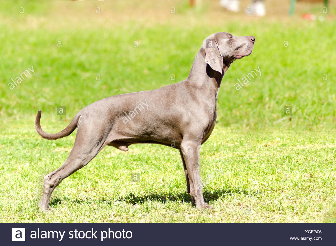 gray hunting dog
