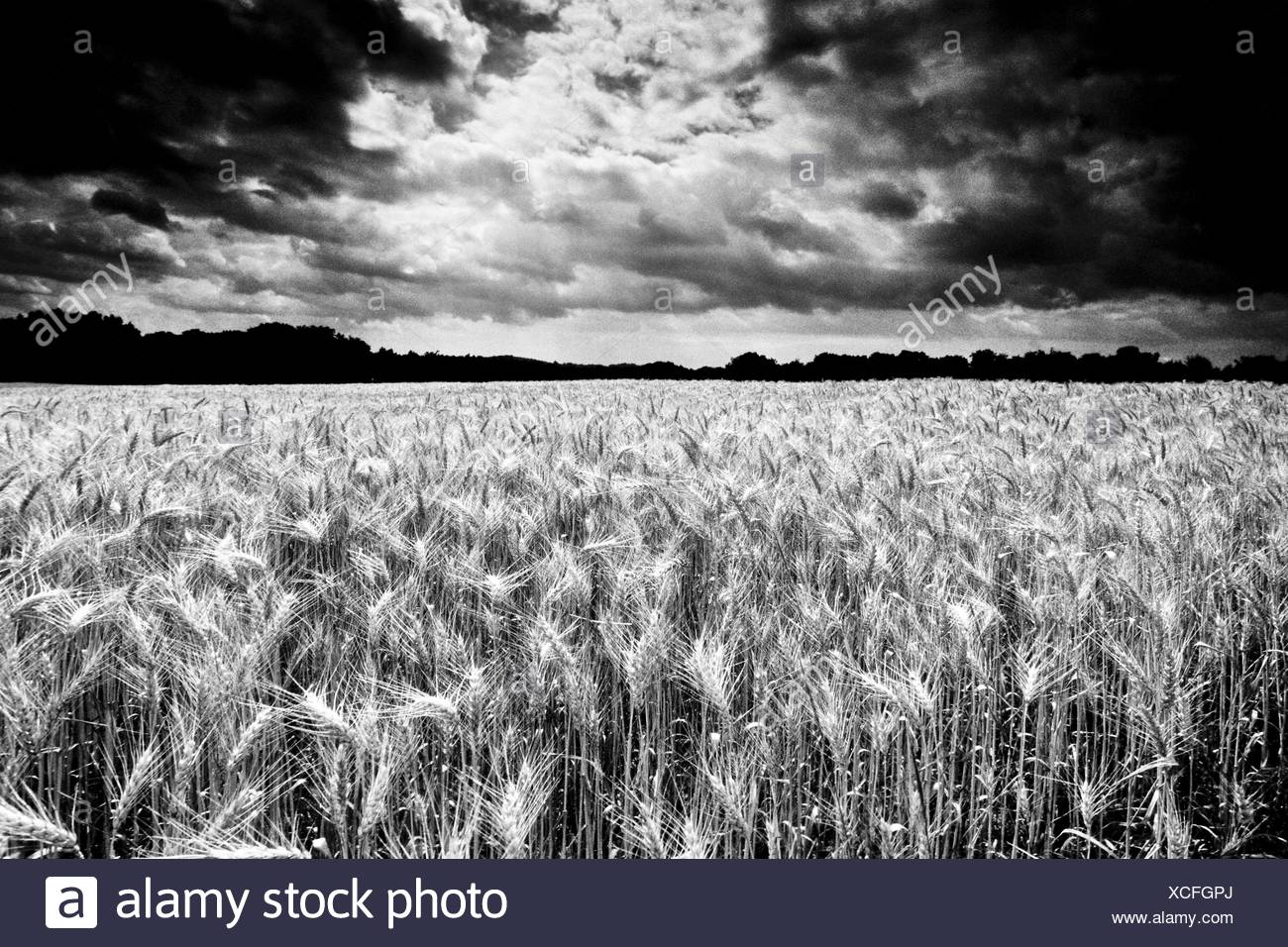 Wheat field ripe for harvest grain field dramatic clouds thunderclouds manipulated shot