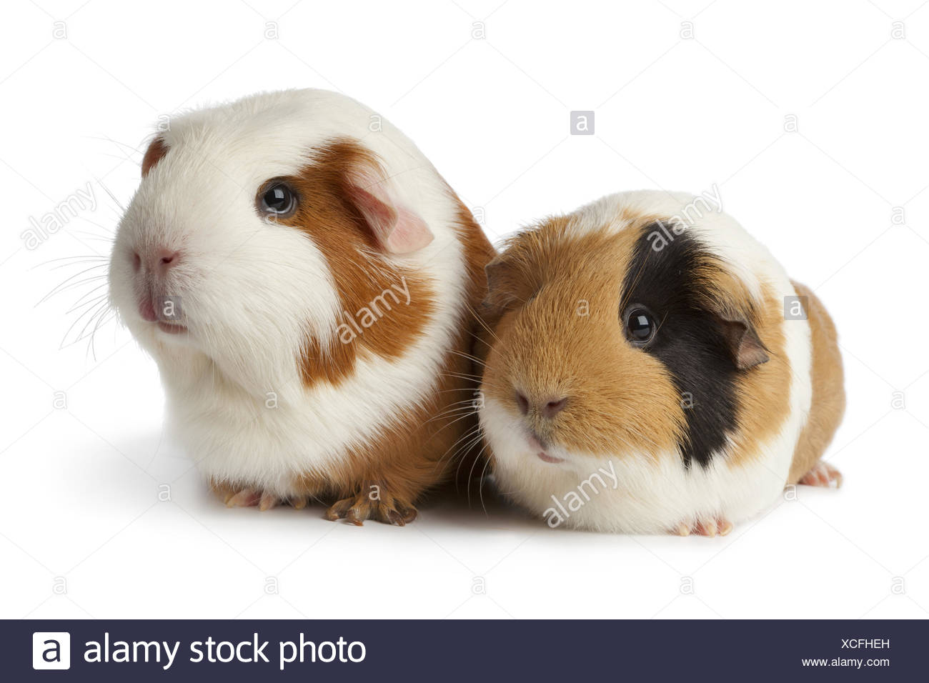 should guinea pigs be in pairs