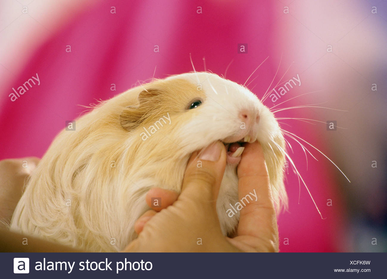 Guinea Pig Teeth Stock Photos & Guinea Pig Teeth Stock Images Alamy
