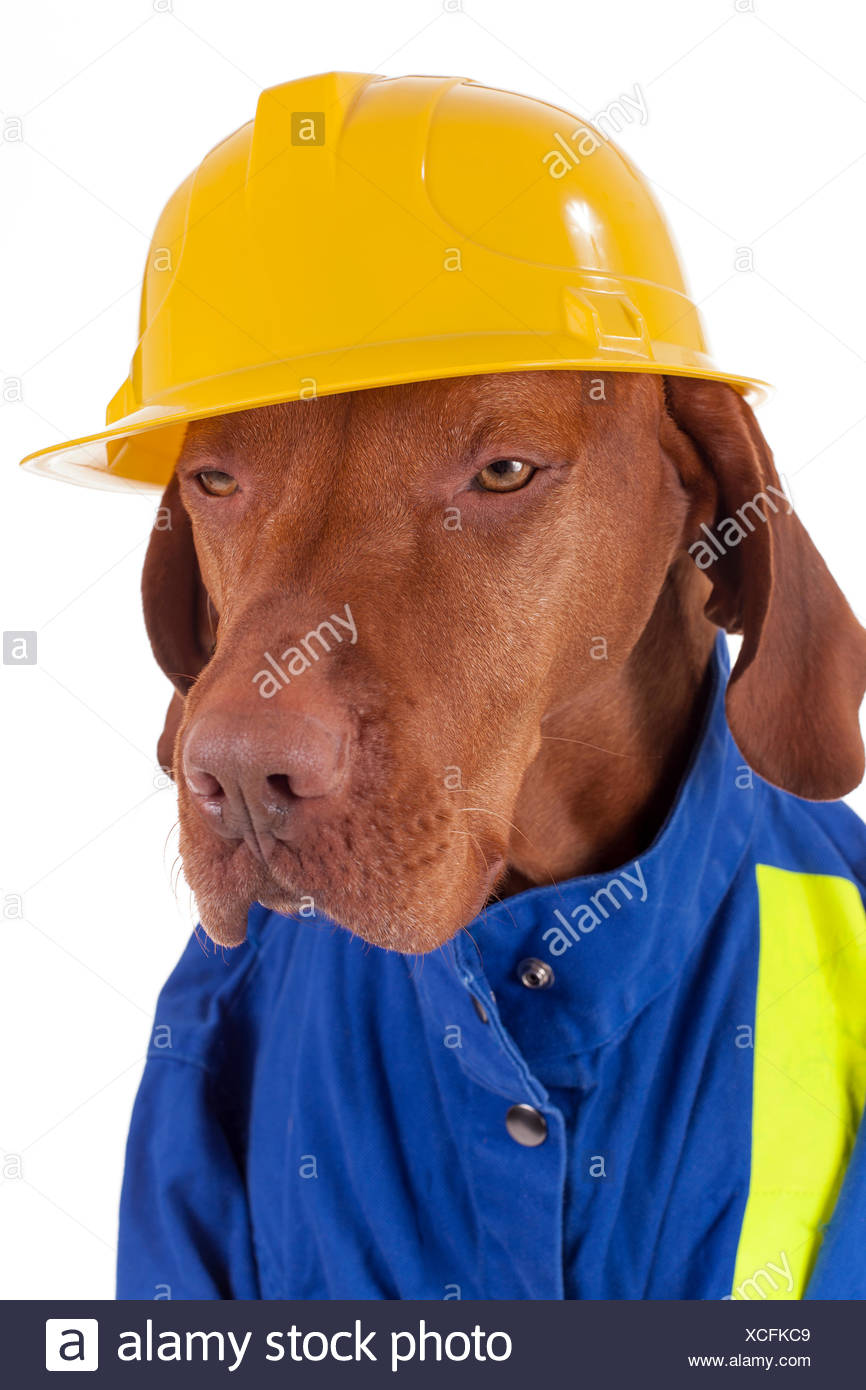 dog hard hat