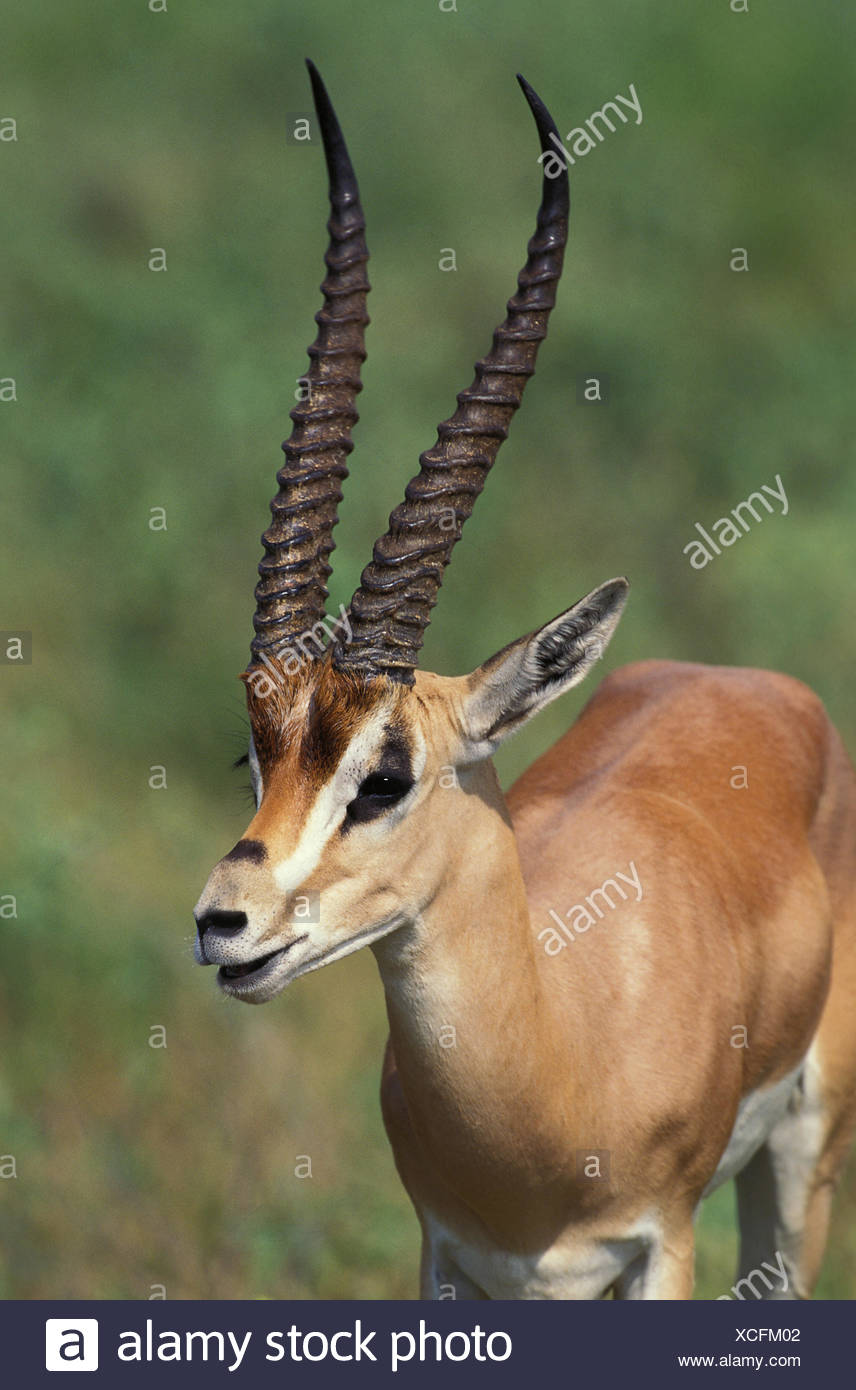 Grant's Gazelle, gazella granti, Portrait of Adult, Samburu Park ... Grant's Gazelle, gazella granti, Portrait of Adult, Samburu Park ...