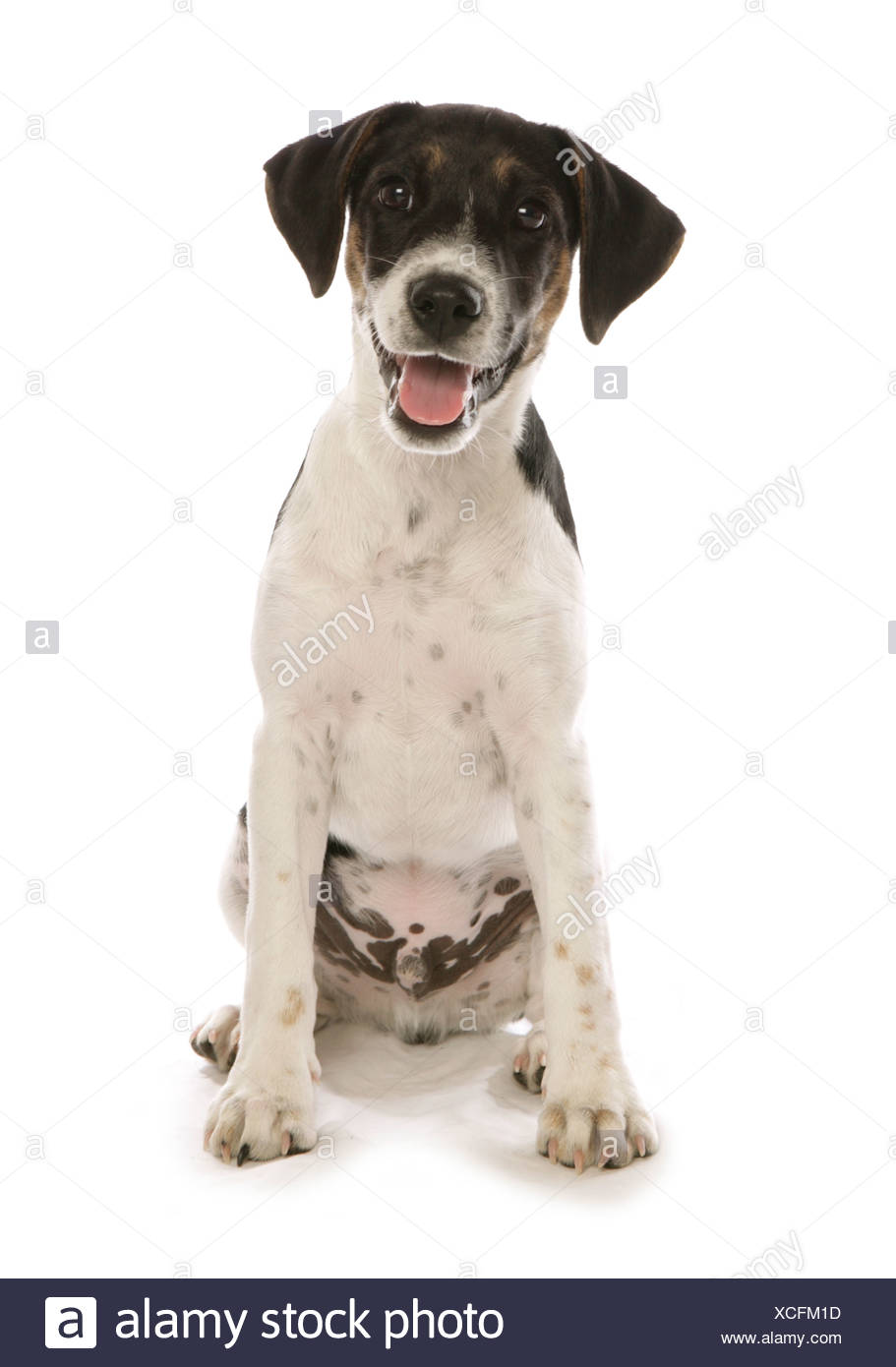 Young Jack Russell Terrier Dog Sitting Cut Out Stock