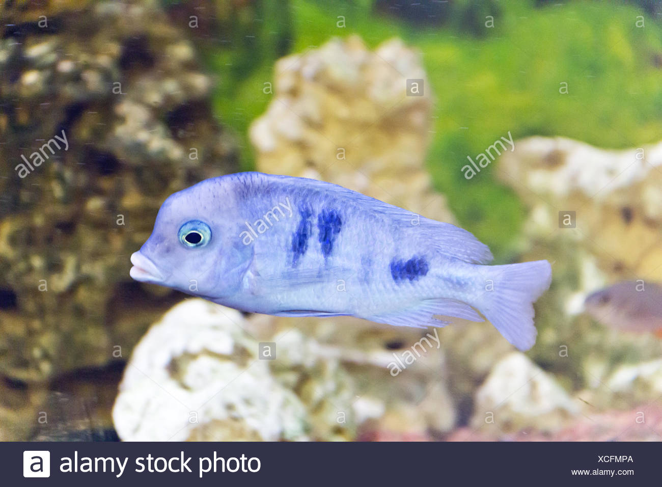 Haplochromis High Resolution Stock Photography and Images Alamy