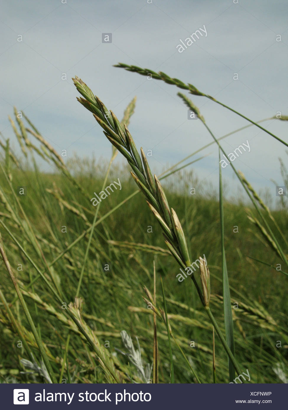 Sea Couch Grass Elymus Athericus Agropyron Pungens Spikes
