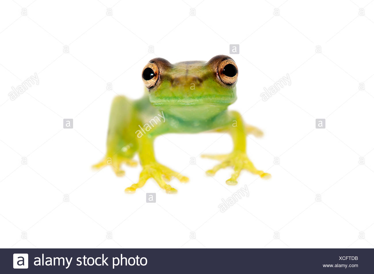 Lime Green Frog High Resolution Stock Photography and Images Alamy