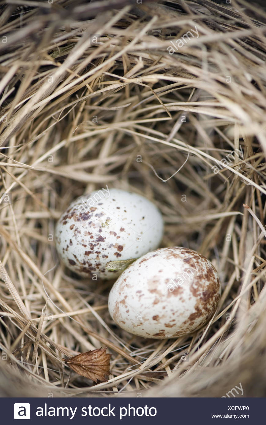 House Sparrow Egg Stock Photos & House Sparrow Egg Stock Images Alamy