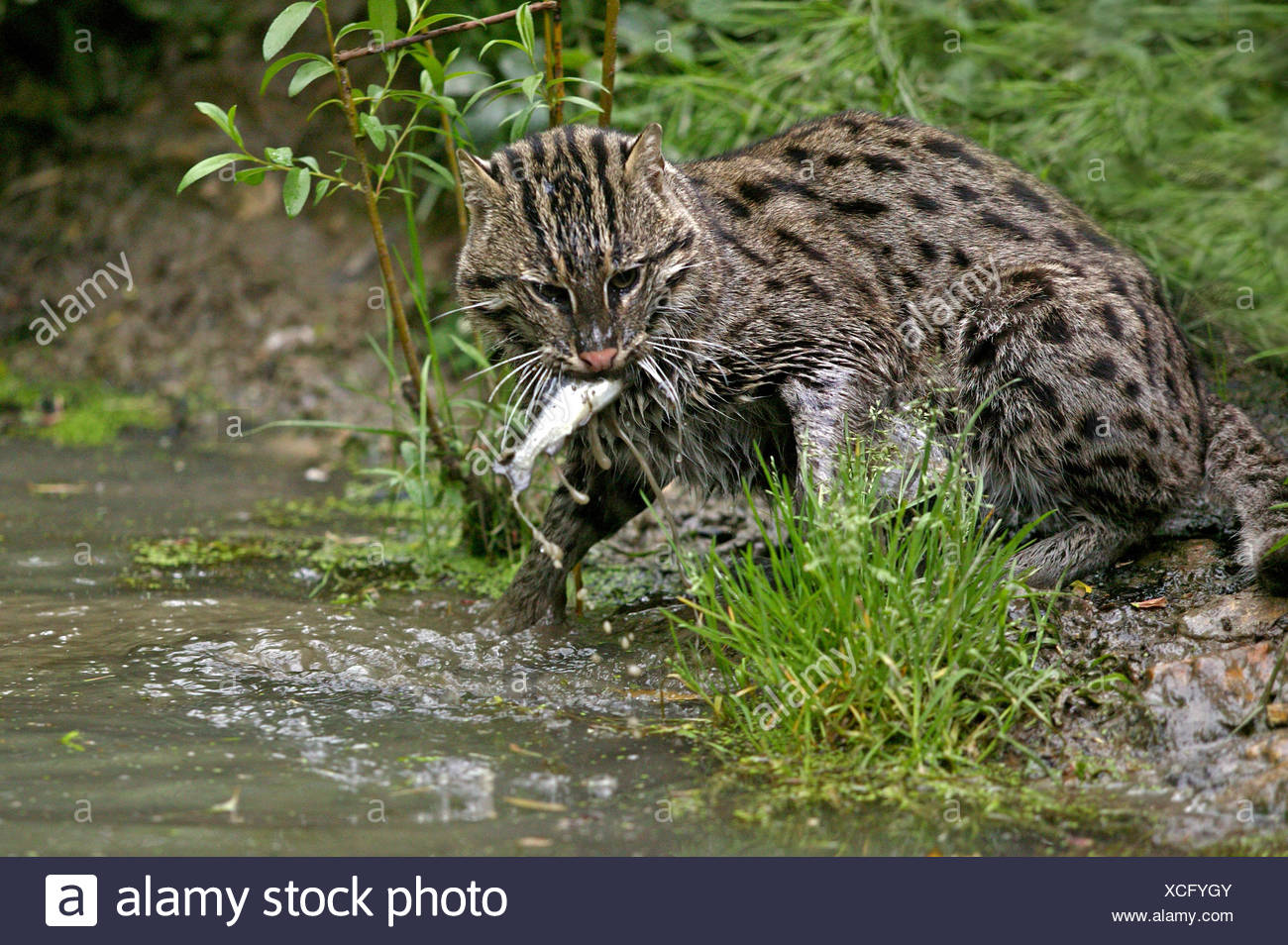 cat chasing fish
