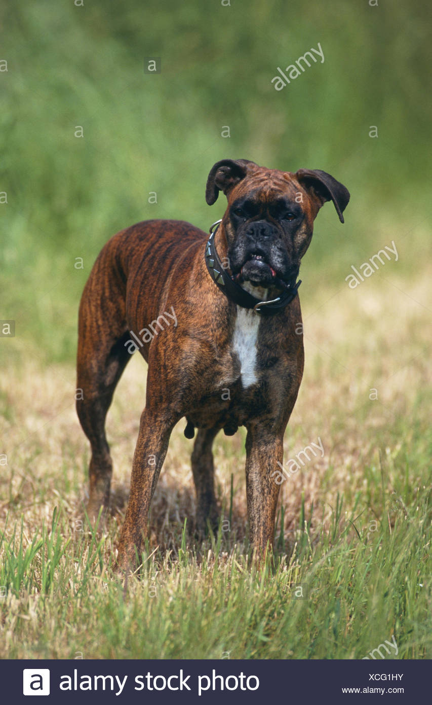 boxer schutzhund