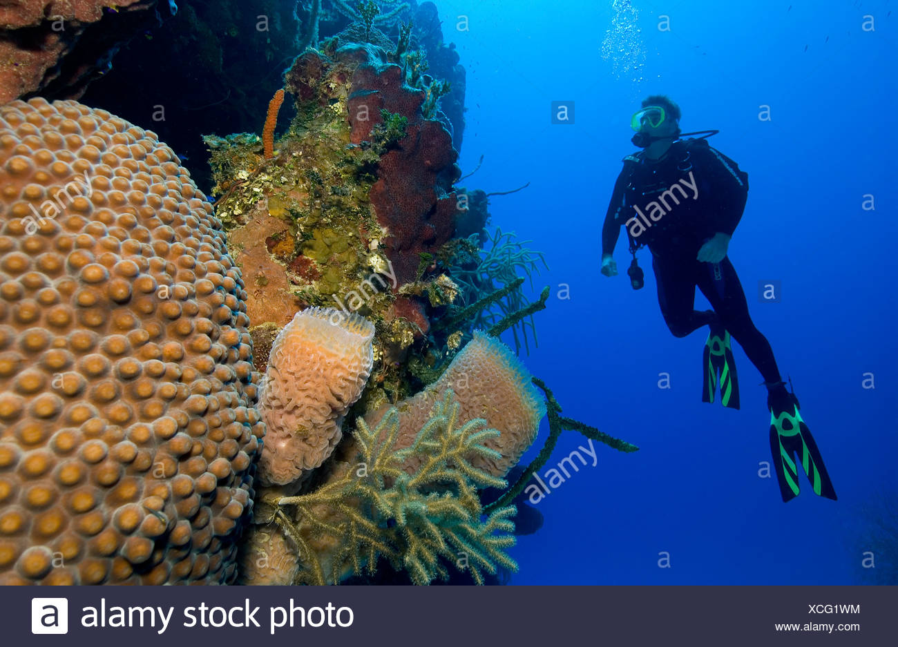 Fluorescent Azure Vase Sponges Callyspongia Plicifera And Healthy