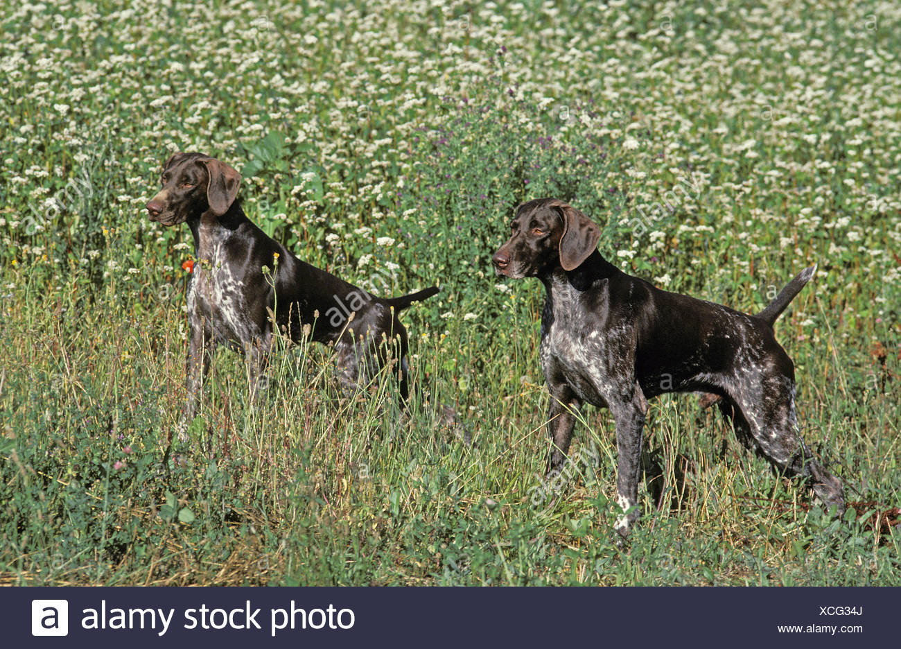 German Short Haired Pointer Adults In Long Grass Stock Photo