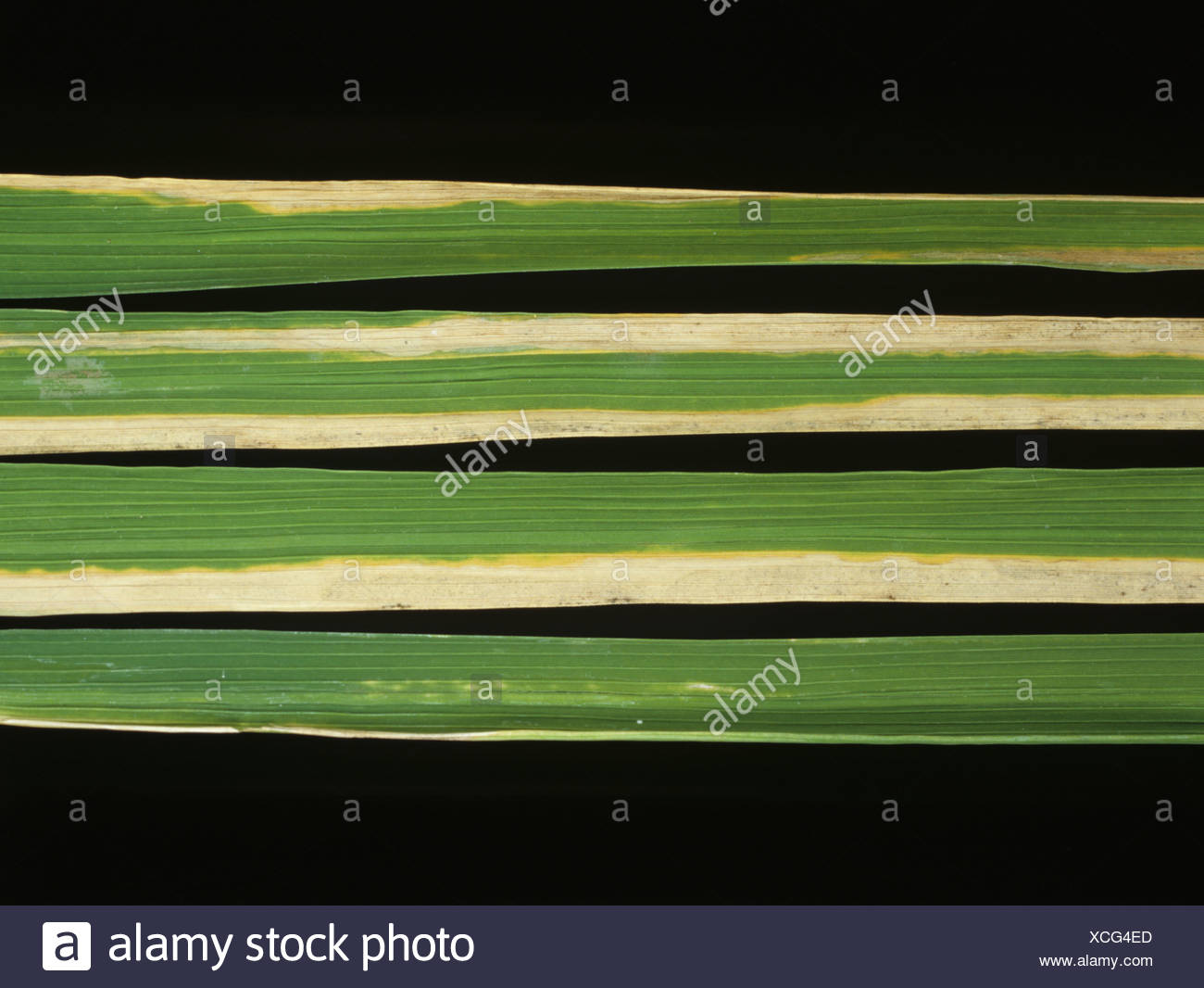 Bacterial Blight Lesions High Resolution Stock Photography and Images ...