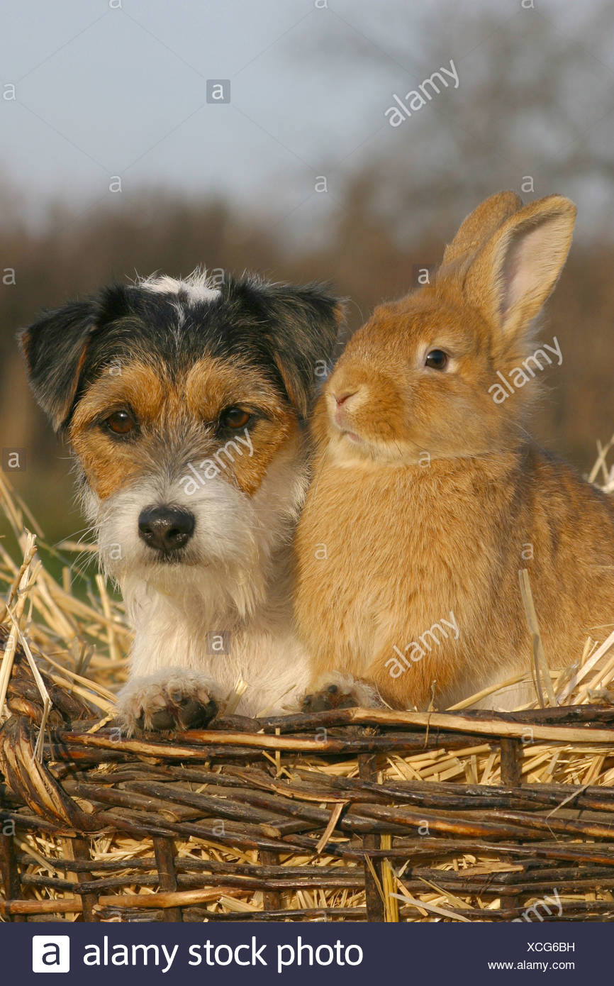 rabbit and dog