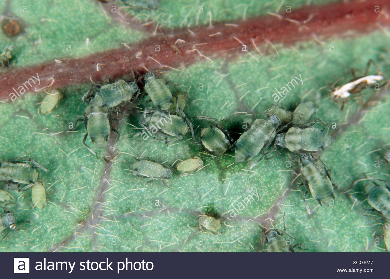 Honeysuckle Aphid Hyadaphis Passerinii Infestation High Resolution