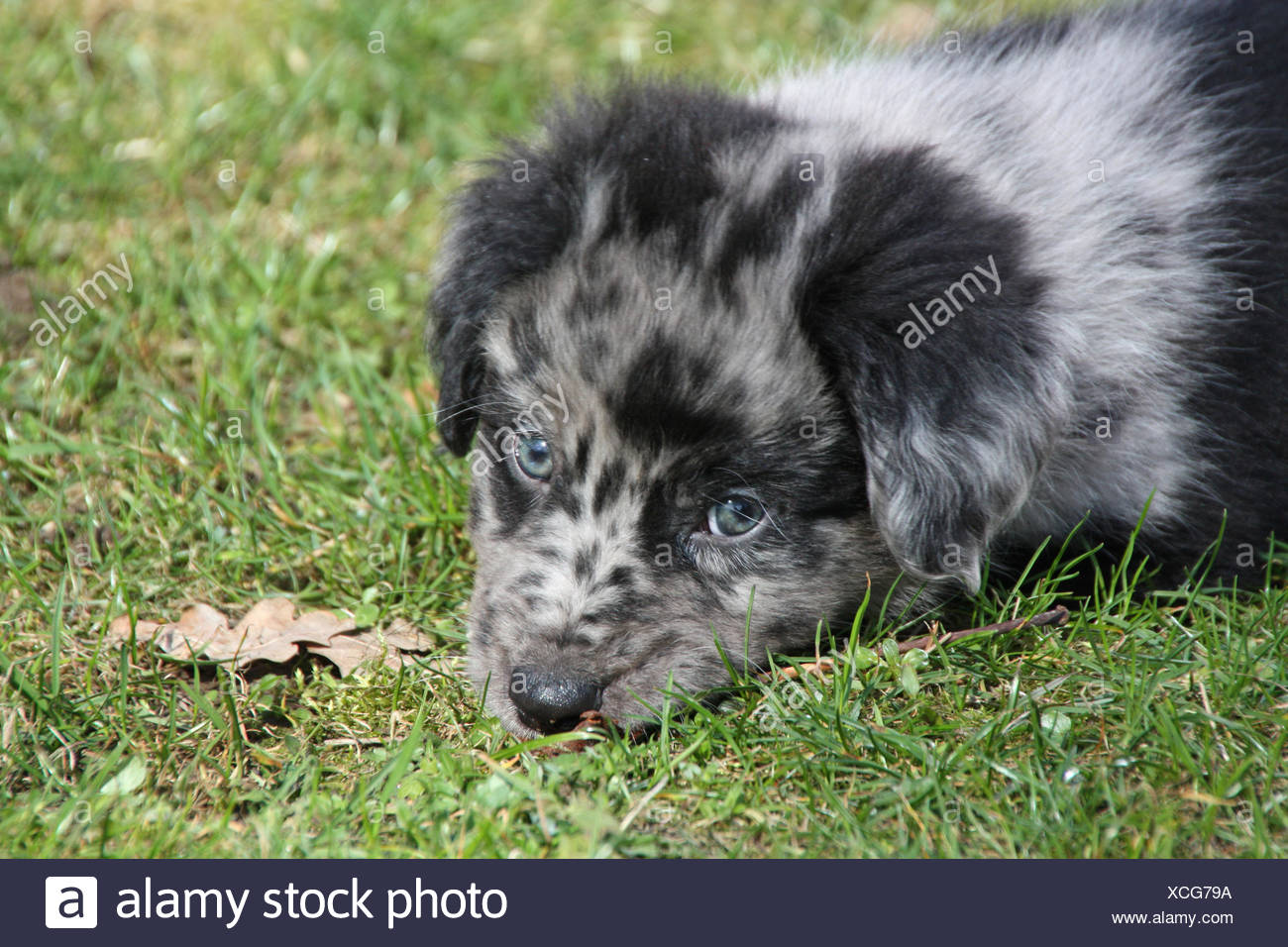 Australian Shepherd Mix Puppy Stock Photo Alamy